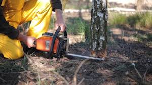 Best Tree Preservation Services  in Roebling, NJ